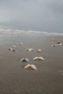 Casamance 39